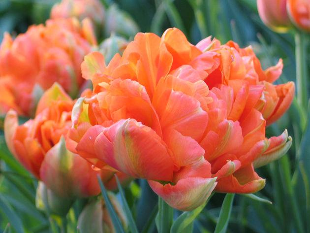 Луковицы тюльпанов сорт "Monte Orange (Монте Оранж)" - фото 1 - id-p55974162