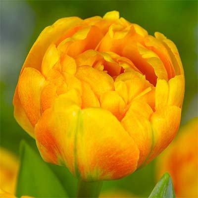 Луковицы тюльпанов сорт "Sunlover (Санловер)" - фото 1 - id-p55974198