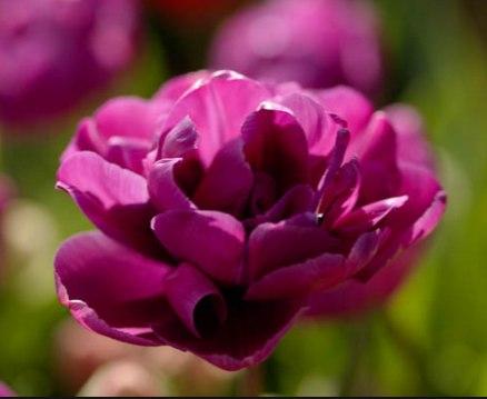 Луковицы тюльпанов сорт "Purple Jacket (Пюрпл Джекет)"