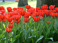 Луковицы тюльпанов сорт "Red Impression (Ред Импрешн)"