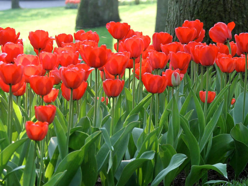 Луковицы тюльпанов сорт "Red Impression (Ред Импрешн)" - фото 1 - id-p55977945