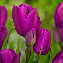 Луковицы тюльпанов сорт "Purple Bouquet (Перпл Букет)"