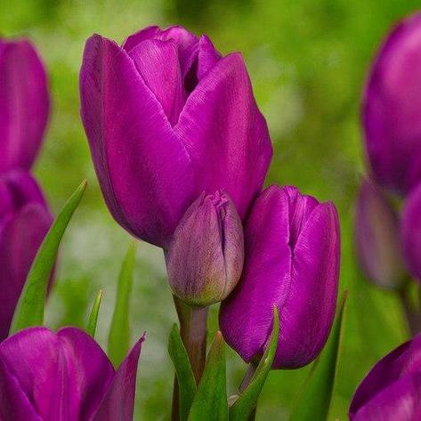 Луковицы тюльпанов сорт "Purple Bouquet (Перпл Букет)", фото 2