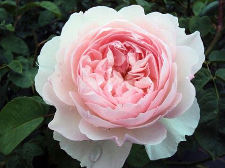 Корни роз сорт "Розалинда", фото 2