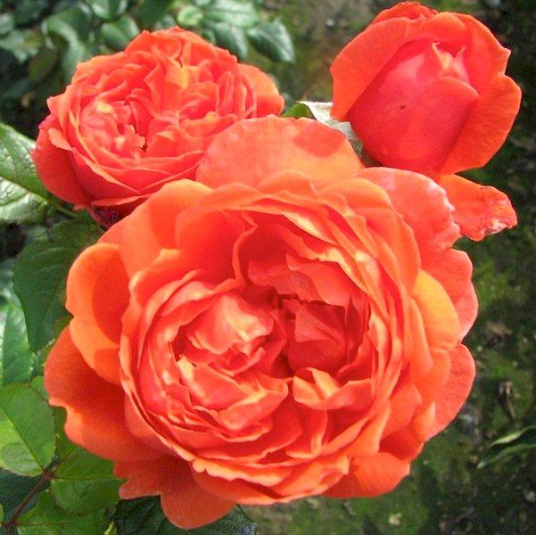 Корни роз сорт "Саммер Сонг" - фото 2 - id-p56013244