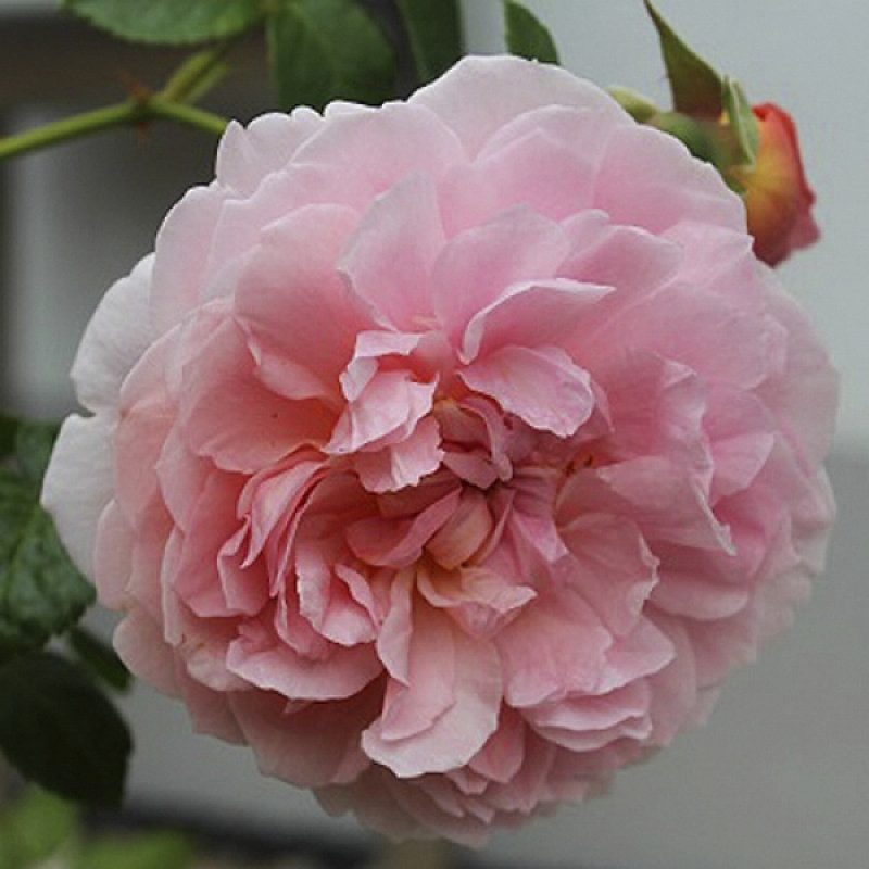 Корни роз сорт "Строберри Хилл" - фото 2 - id-p56013313