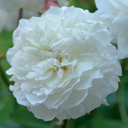 Корни роз сорт "Сьюзен Уильямс-Эллис", фото 2