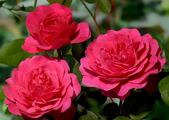 Корни роз сорт "Сэр Джон Бетджемен" - фото 1 - id-p56013344