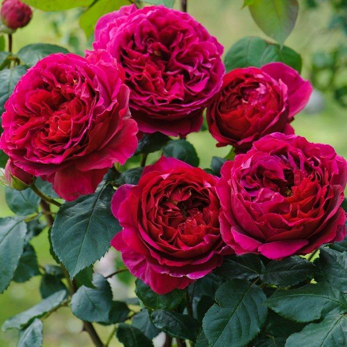 Корни роз сорт "Фишерман Френд", открытая корневая - фото 1 - id-p56013518