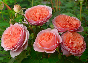 Корни роз сорт "Чарльз Остин",открытая корневая