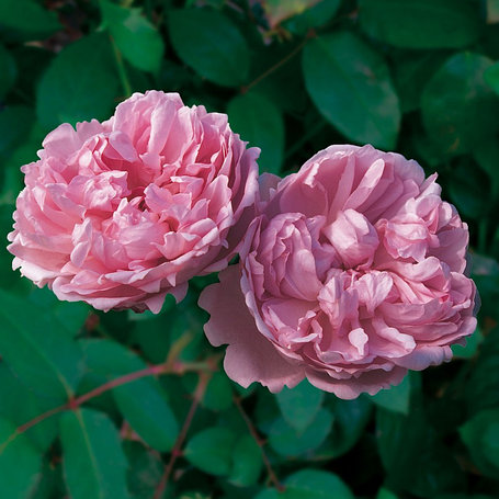 Корни роз сорт "Чарльз Ренни Макинтош", фото 2