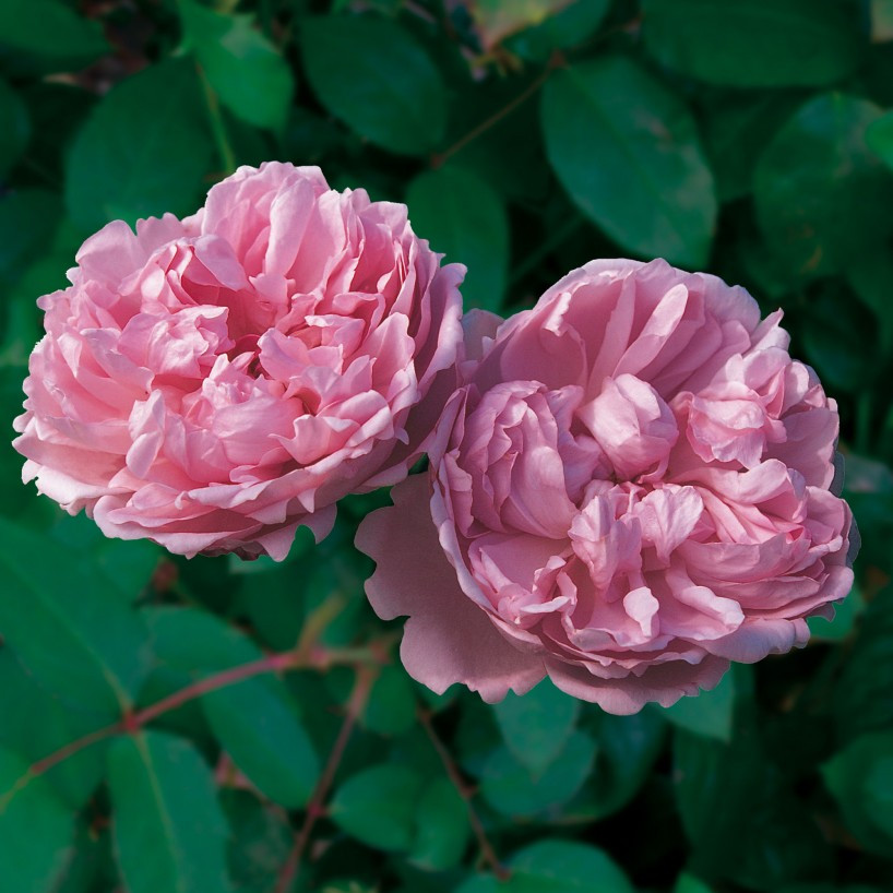Корни роз сорт "Чарльз Ренни Макинтош" - фото 1 - id-p56013695