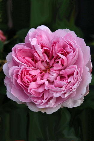 Корни роз сорт "Чарльз Ренни Макинтош", фото 2