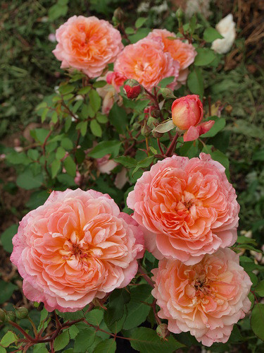 Корни роз сорт "Андре Туркат" - фото 1 - id-p56013763