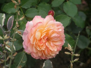 Корни роз сорт "Андре Туркат" - фото 2 - id-p56013763