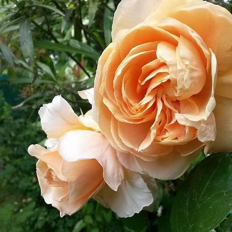 Корни роз сорт "Анна Фенди", фото 2