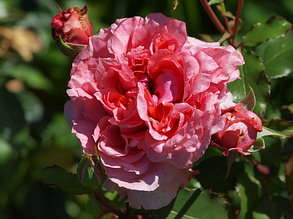 Корни роз сорт "Антуан де Кон",открытая корневая