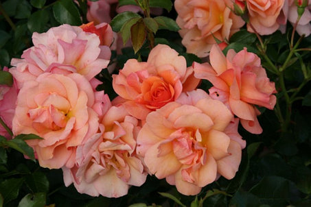 Корни роз сорт "Априкола", фото 2