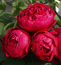 Корни роз сорт "Аскот" открытая корневая