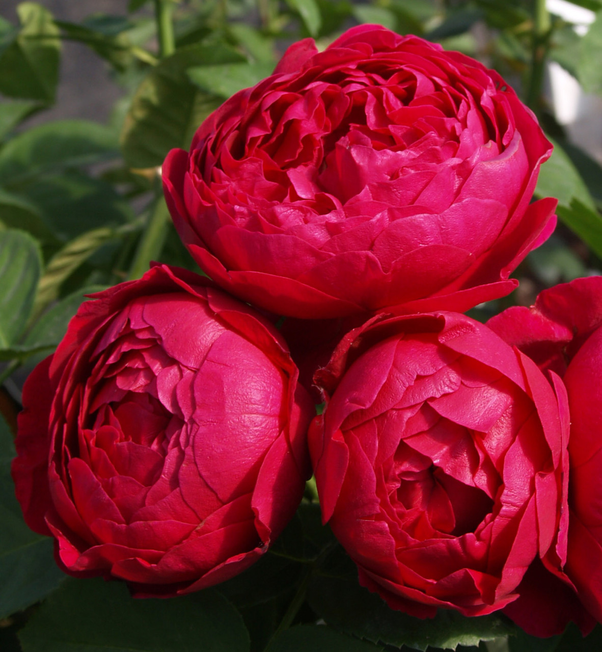Корни роз сорт "Аскот" открытая корневая - фото 1 - id-p56013810