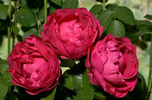 Корни роз сорт "Аскот" открытая корневая - фото 2 - id-p56013810