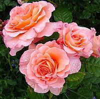 Корни роз сорт "Августа Луиза", открытая корневая