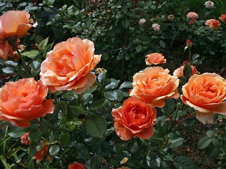 Корни роз сорт "Ашрам",с открытой корневой, фото 2
