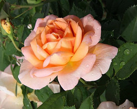 Корни роз сорт "Бель дю Сеньор"
