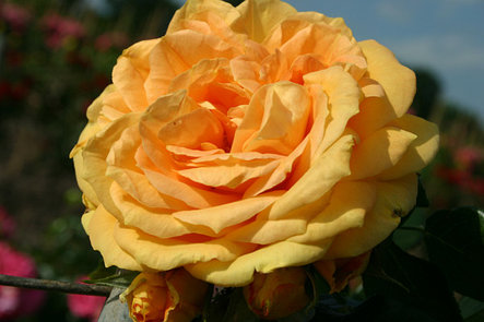 Корни роз сорт "Бернштайн", фото 2