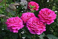 Корни роз сорт "Биг Перпл", открытая корневая