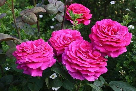 Корни роз сорт "Биг Перпл", открытая корневая, фото 2