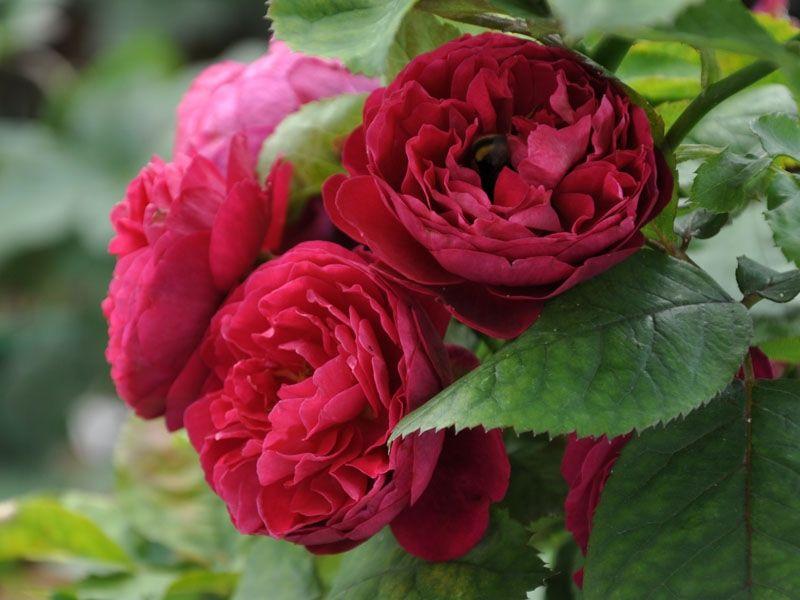 Корни роз сорт "Бисантенэр де Гийо"