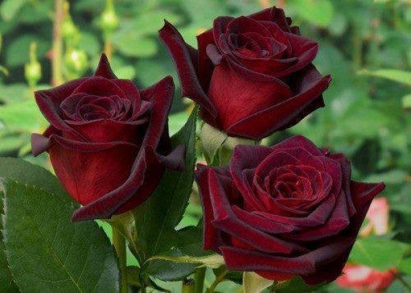 Корни роз сорт "Блэк Баккара",открытая корневая - фото 2 - id-p56024907