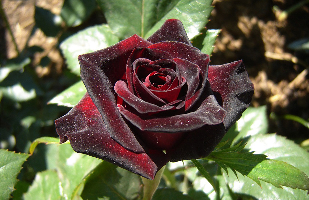 Корни роз сорт "Блэк Баккара",открытая корневая - фото 1 - id-p56024907