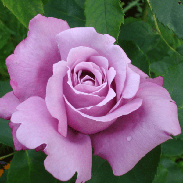 Корни роз сорт "Блю Парфюм",открытая корневая - фото 2 - id-p56024914