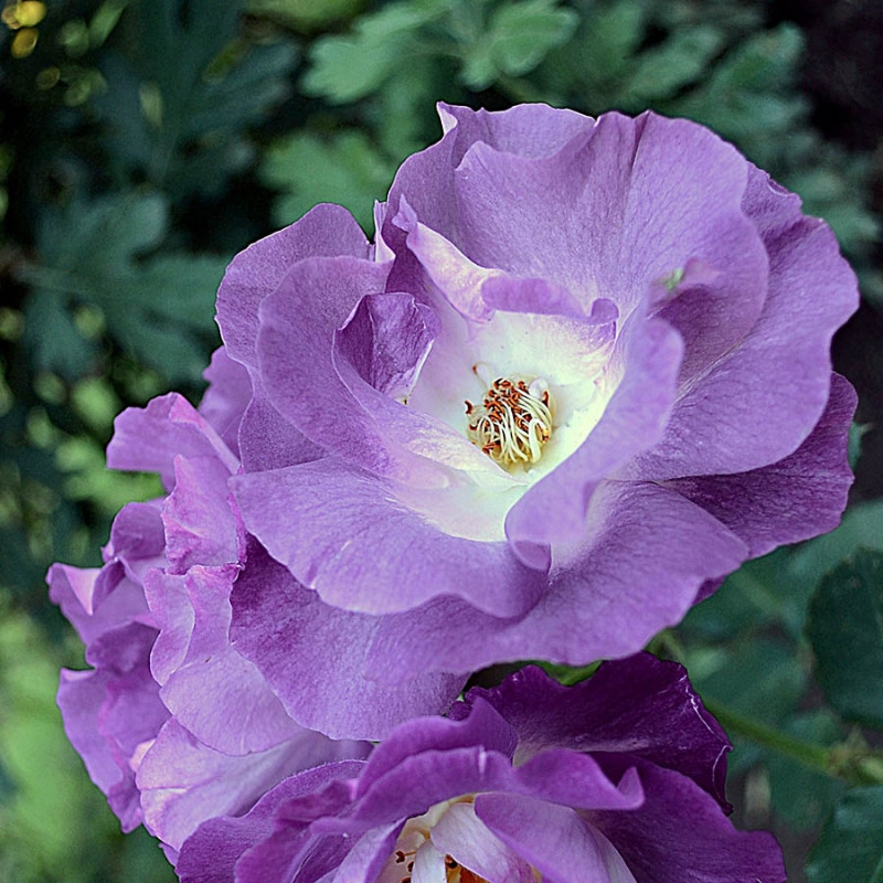 Корни роз сорт "Блю фо Ю",открытая корневая - фото 2 - id-p56024921