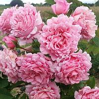 Корни роз сорт "Бьенвеню", открытая корневая