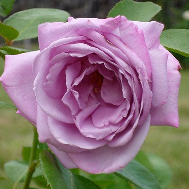 Корни роз сорт "Вальс Тайм" - фото 1 - id-p56024962