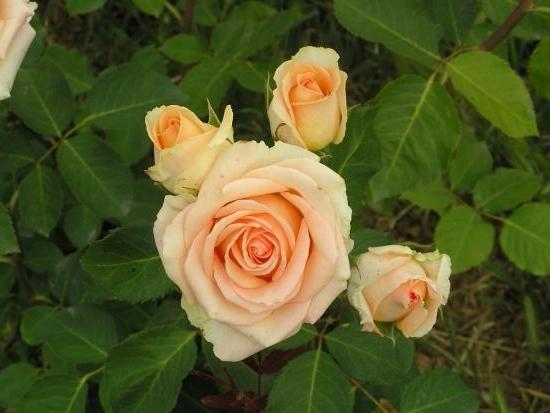 Корни роз сорт "Версилия" - фото 1 - id-p56024977
