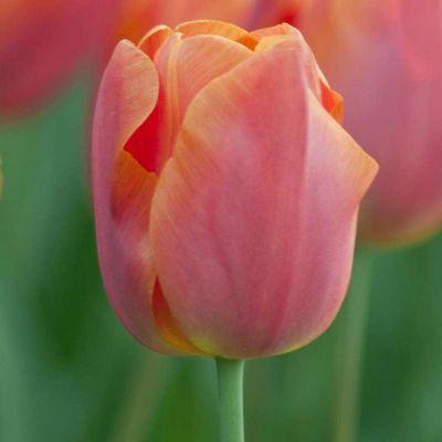 Луковицы тюльпанов сорт "Jimmy (Джимми)" - фото 2 - id-p56039063
