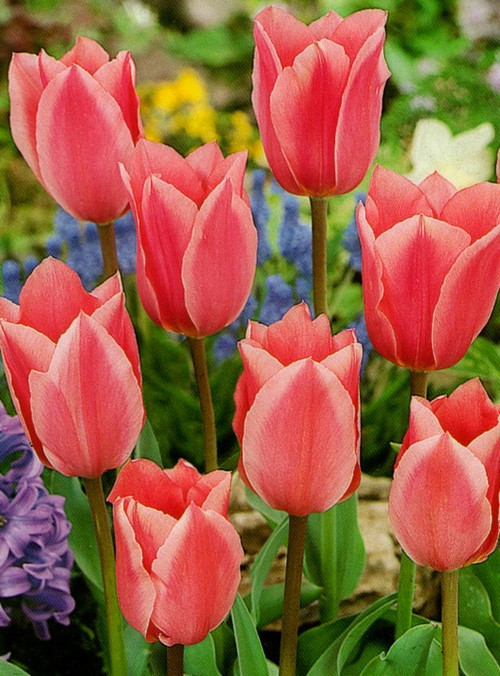 Луковицы тюльпанов сорт "Albert Heijn (Альберт Хейн)" - фото 1 - id-p56039504