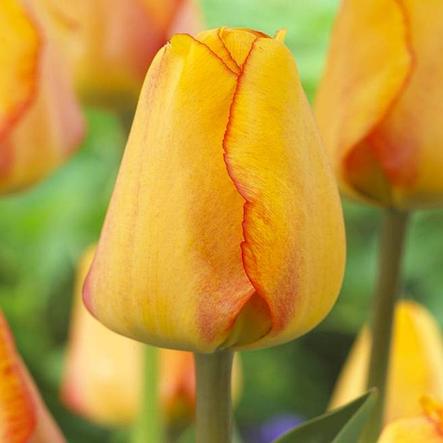 Луковицы тюльпанов сорт "Blushing Apeldoorn (Блашинг Апэлдорн)", фото 2