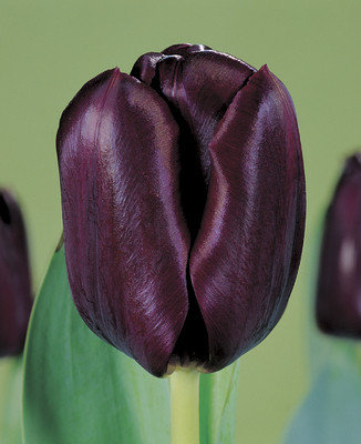 Луковицы тюльпанов сорт "Black Jack (Блэк Джэк)", фото 2