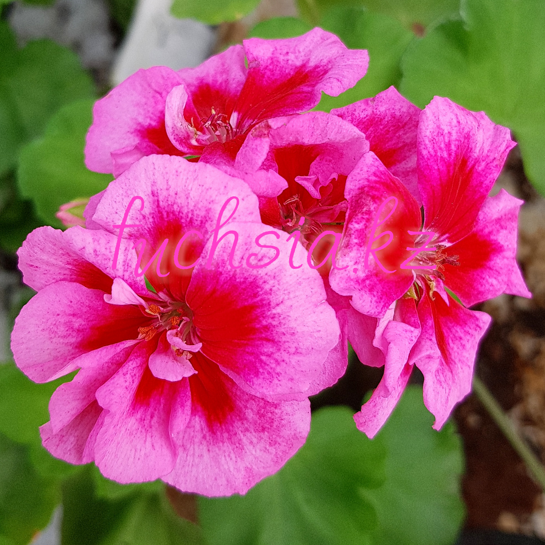 Americana Rose Mega Splash / укор.черенок