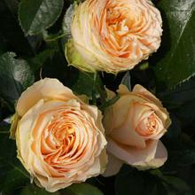 Корни роз сорт "Генриетта Барнет",открытая корневая