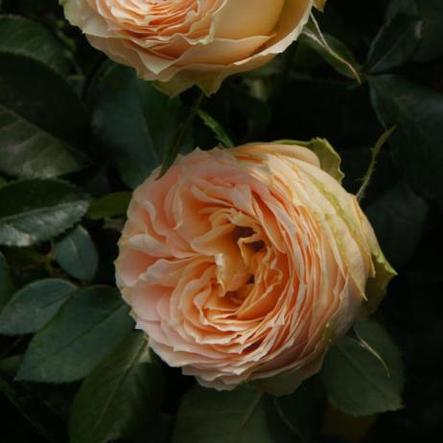Корни роз сорт "Генриетта Барнет",открытая корневая, фото 2