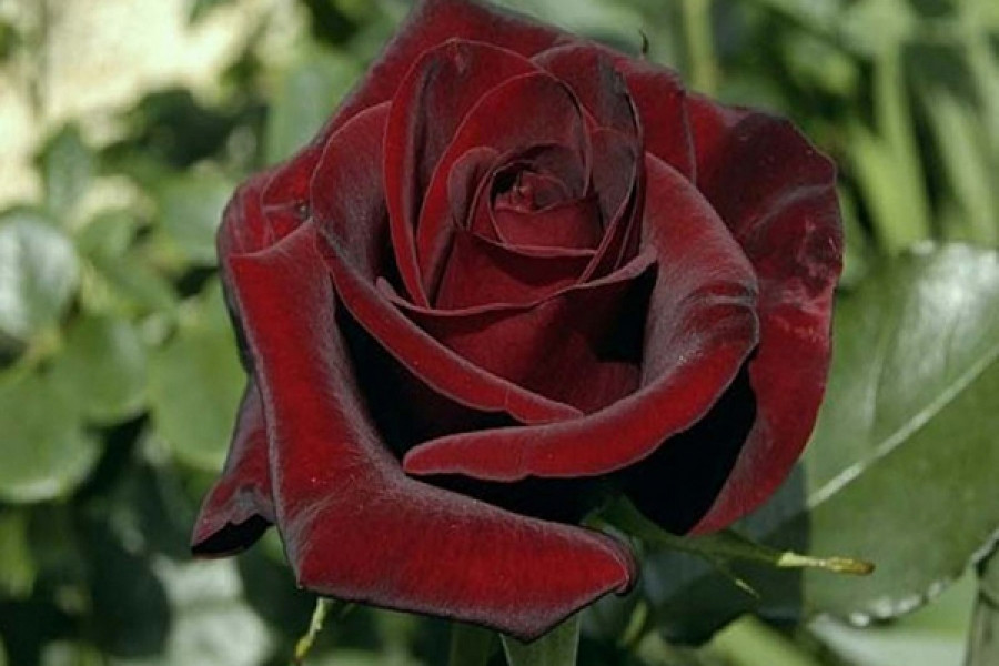 Корни роз сорт "Дарк Мэджик",открытая корневая