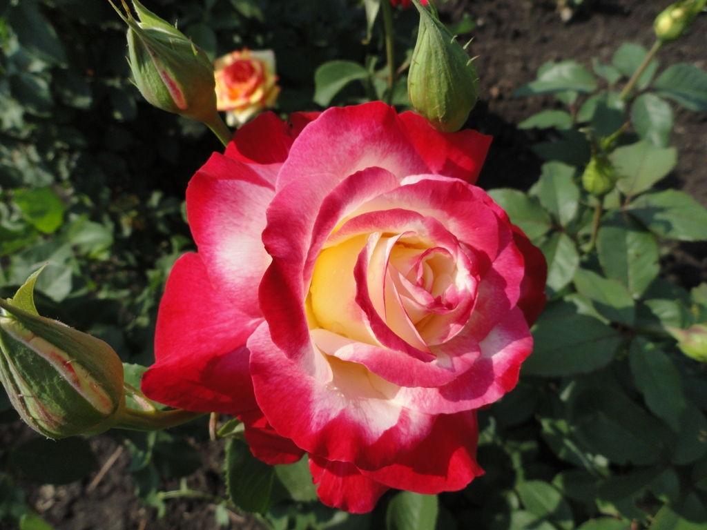 Корни роз сорт "Дабл Делайт" - фото 1 - id-p56115904