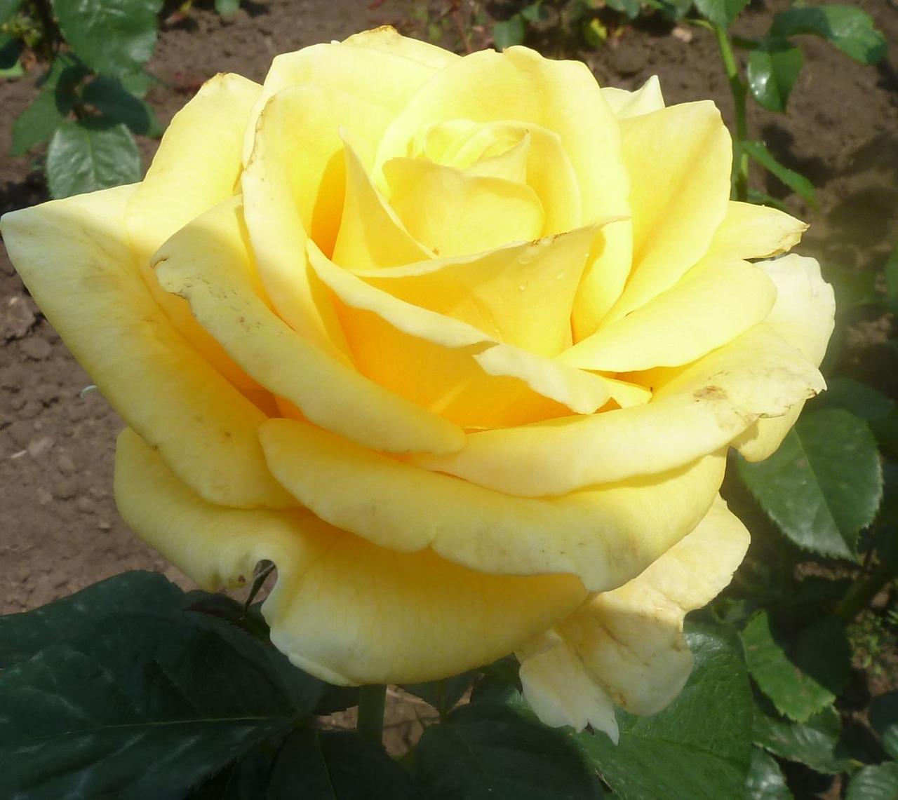 Корни роз сорт "Дивина" - фото 1 - id-p56116154