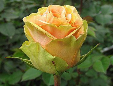 Корни роз сорт "Еллоу Финес", фото 2